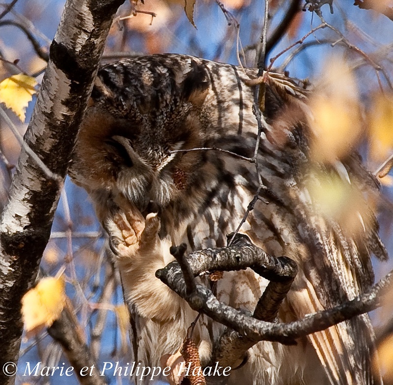 Moyen duc 7984_wm.jpg - Séance de toilettage pour ce hibou moyen-duc, la patte droite est bien visible (Choulex, Genève, Suisse, novembre 2008)